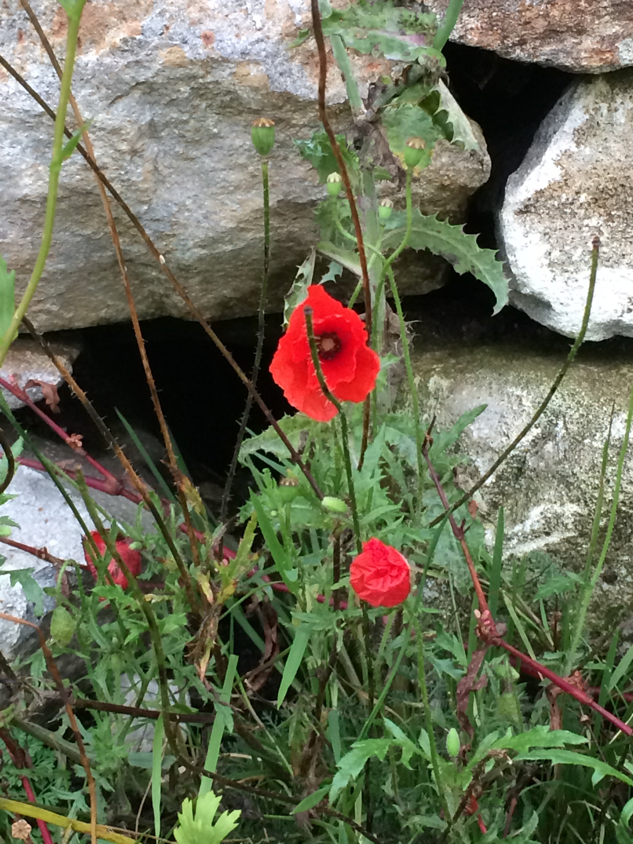 Custom Bug | Three Friends One Brain